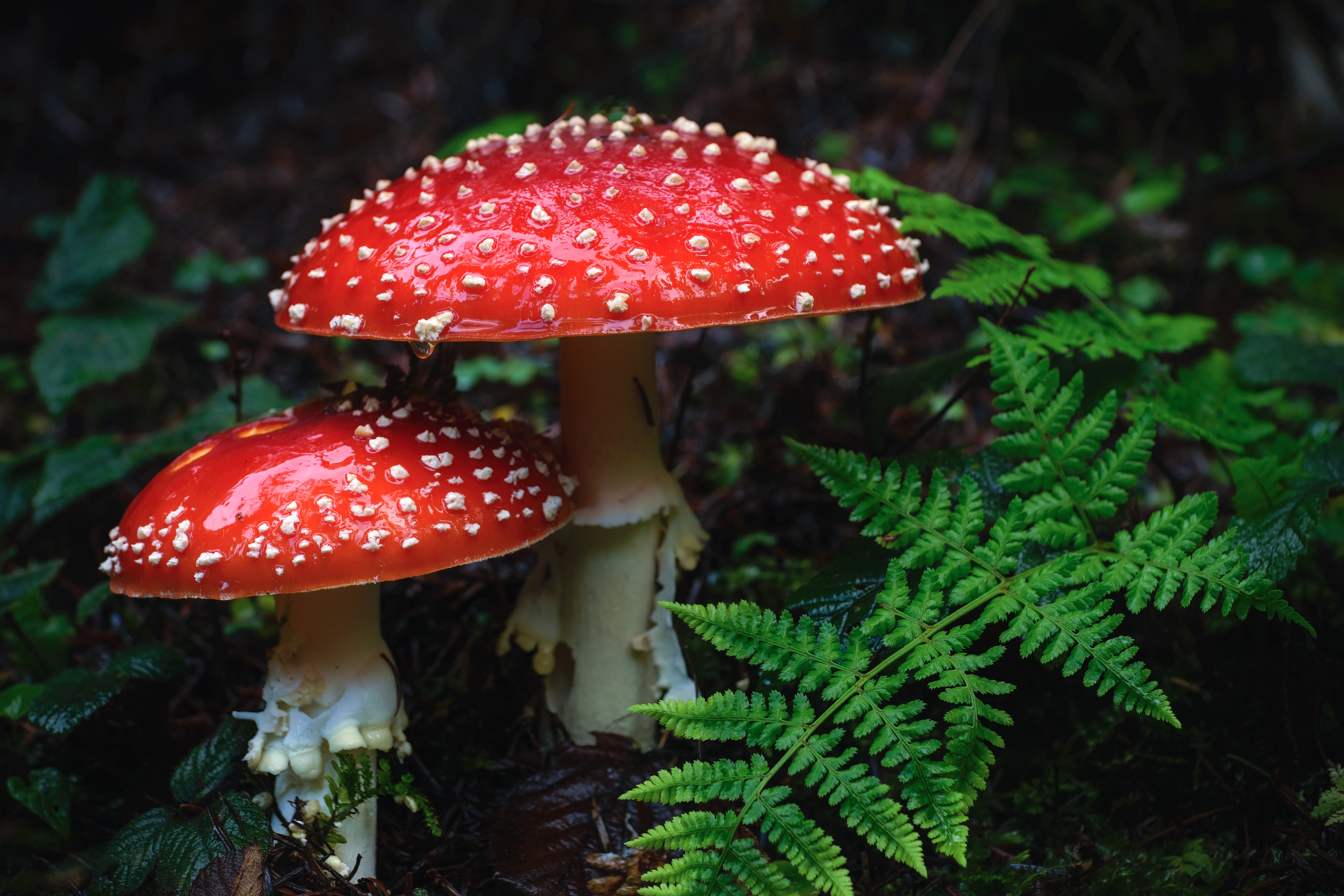 amanita.jpg