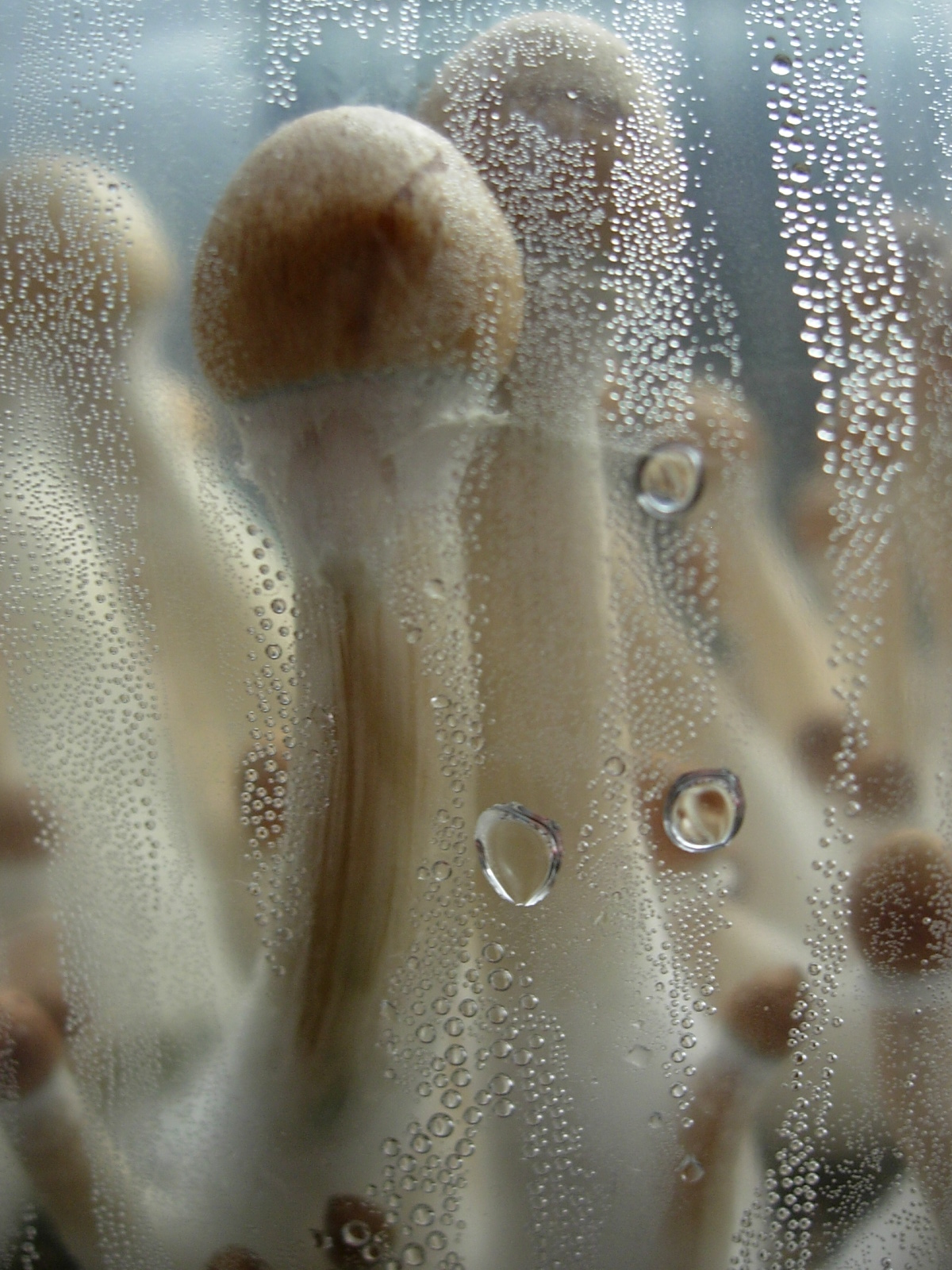 cubensis.jpg