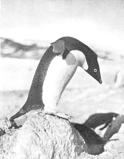 penguin.jpg