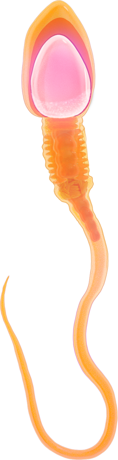sperm.jpg