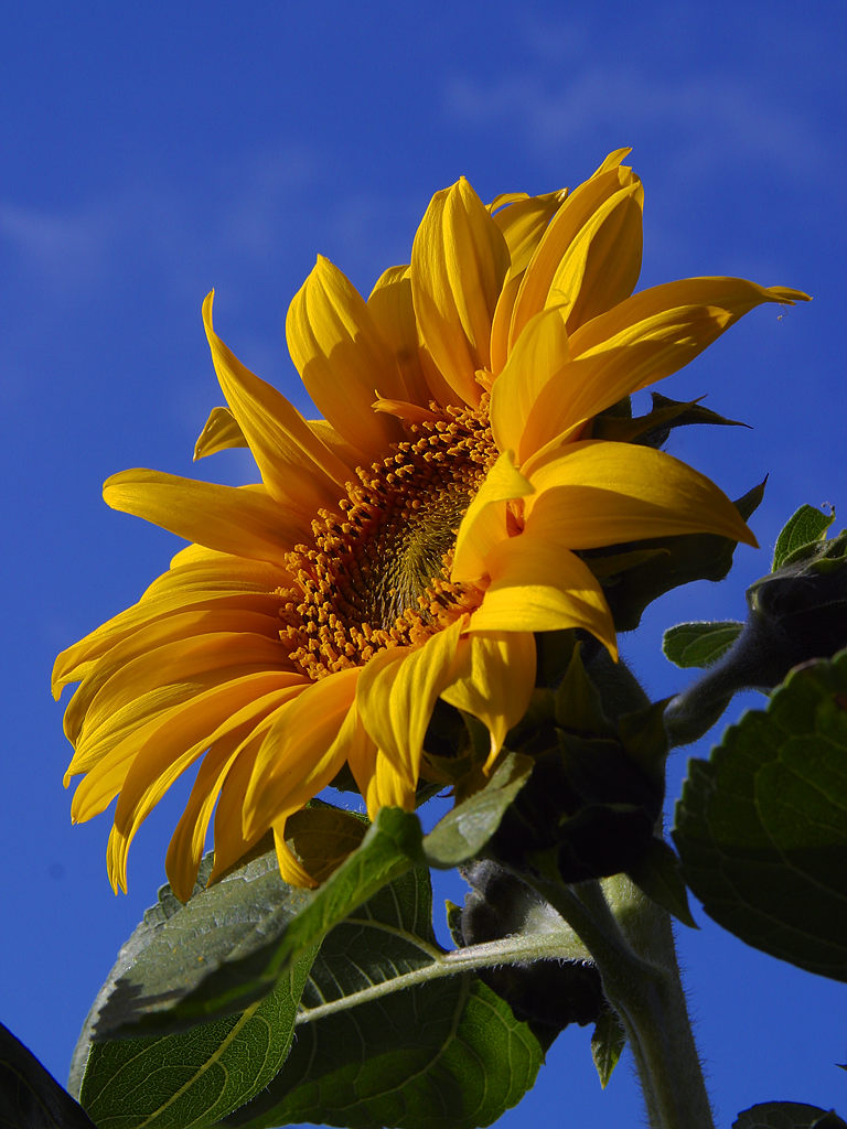 sunflower.jpg
